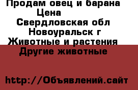 Продам овец и барана › Цена ­ 6 000 - Свердловская обл., Новоуральск г. Животные и растения » Другие животные   
